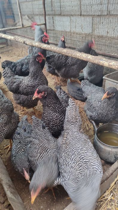 Assalomu alekum parranda ishqibozlari