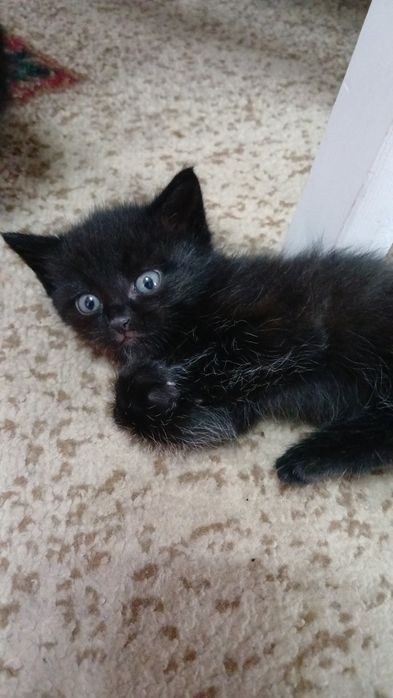 Отдам котят бесплатно