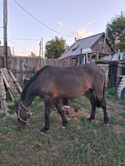 Продам коня на откорме