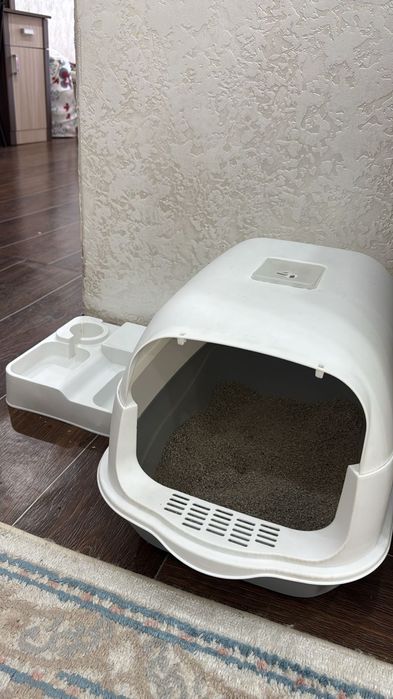 Кошка британский