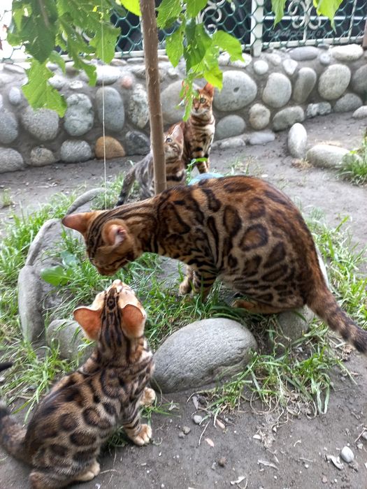 Бенгальские чистокровные котята!Родители привозные из России!