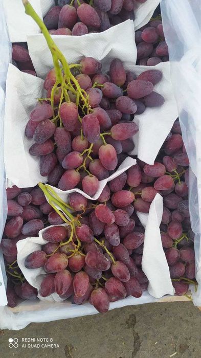 Mevali daraxt ko'chatlari optom va dona