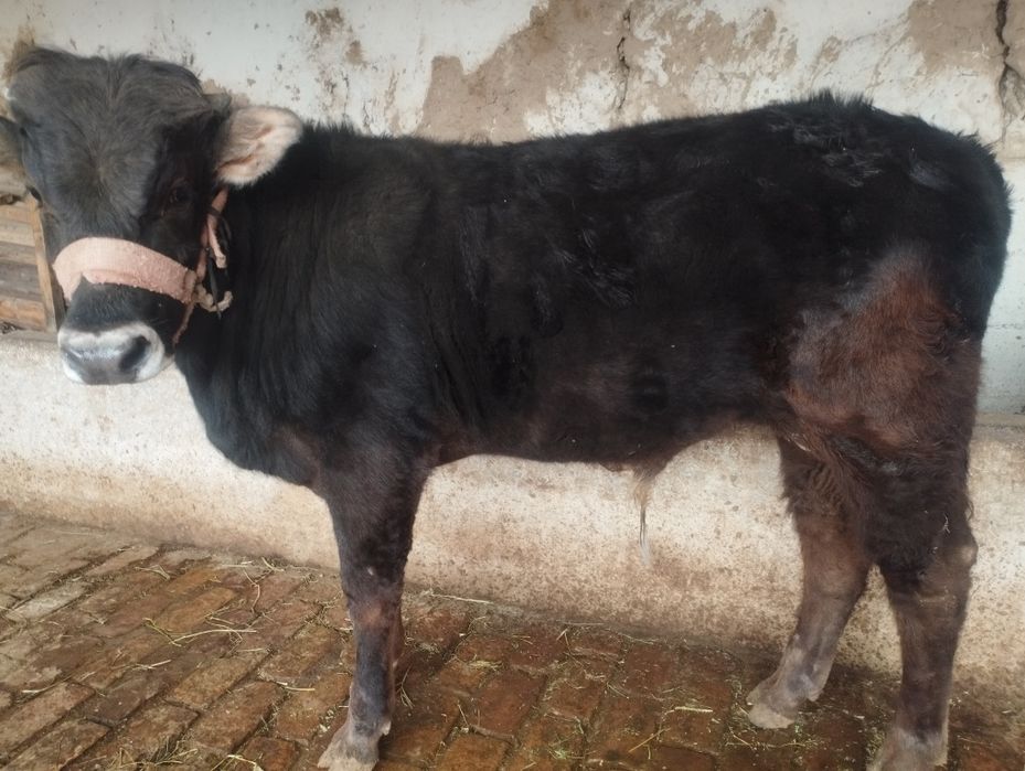 Шивит моллар сотилади