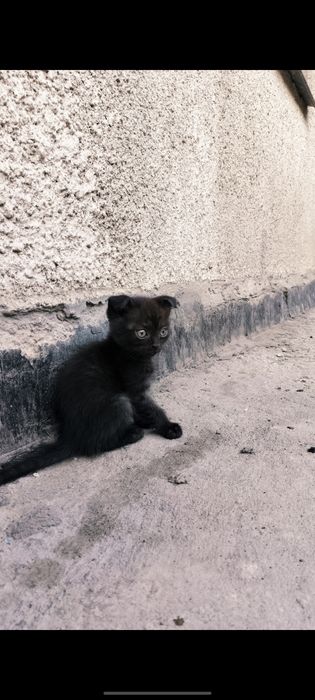 Продам шотландских котят 2 месяцев