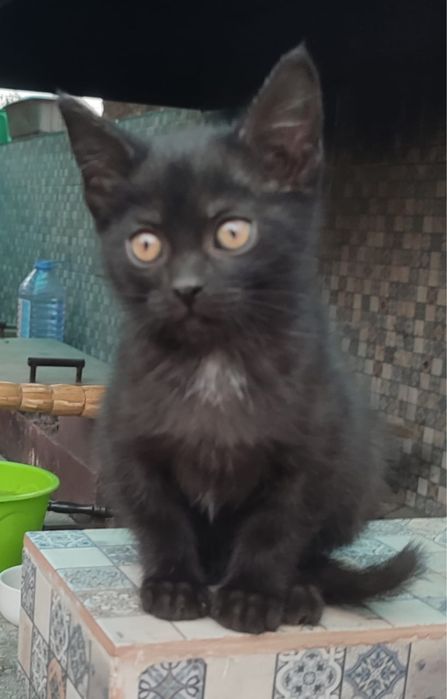 Отдам котят мальчик и девочка