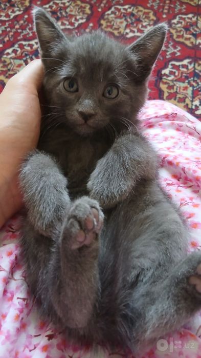 Котик в подарок в добрые руки