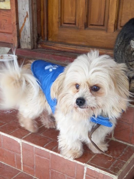 Donez cățel metiș bișon de 1 an jucăuș