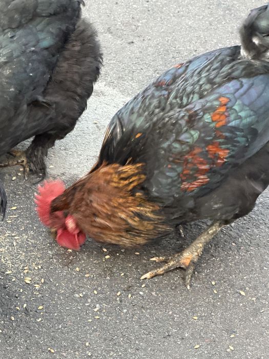 Петухи- 5000 тг.