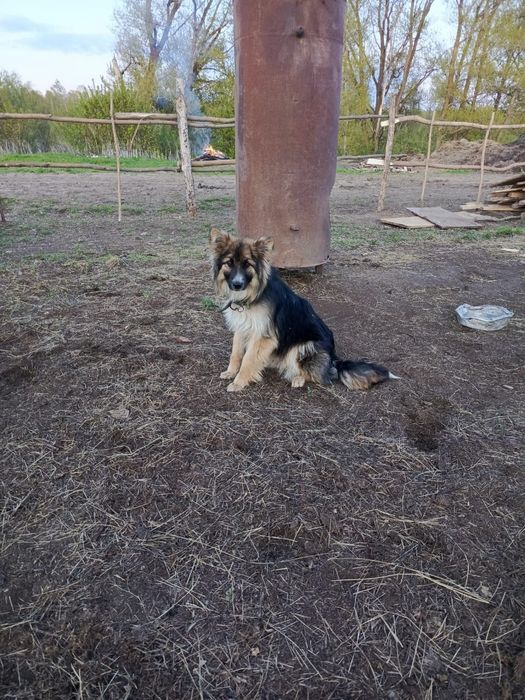 Продаётся собака для пасьбы