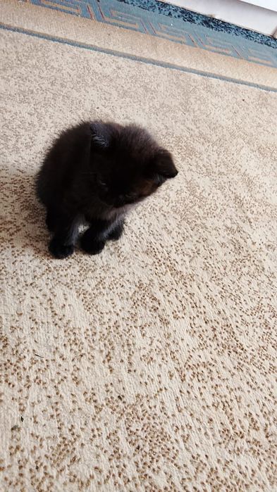 Отдам  котенка приученного