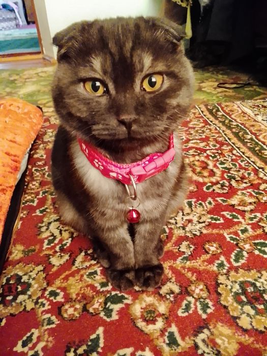 Shadlantski fold mushuk sotiladi