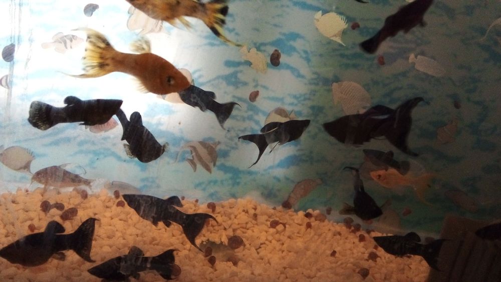 Декоративни рибки