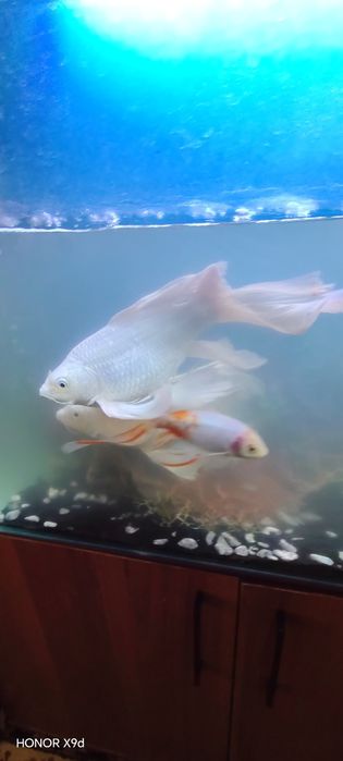 Karp koi 2 ta. 2ta siamskiy akula