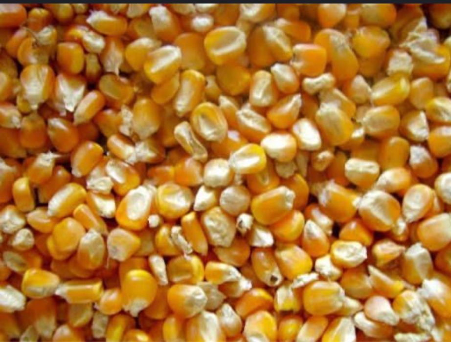 Porumb / recoltă 2025