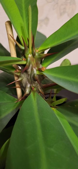 Молочай Миля продам