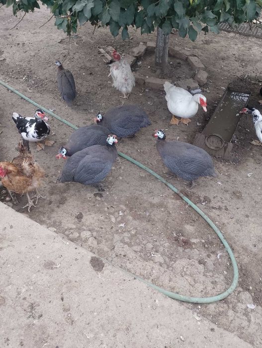 Vând sau schimb cu câțe.
