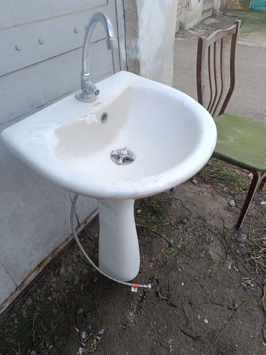 Раковина тюльпан