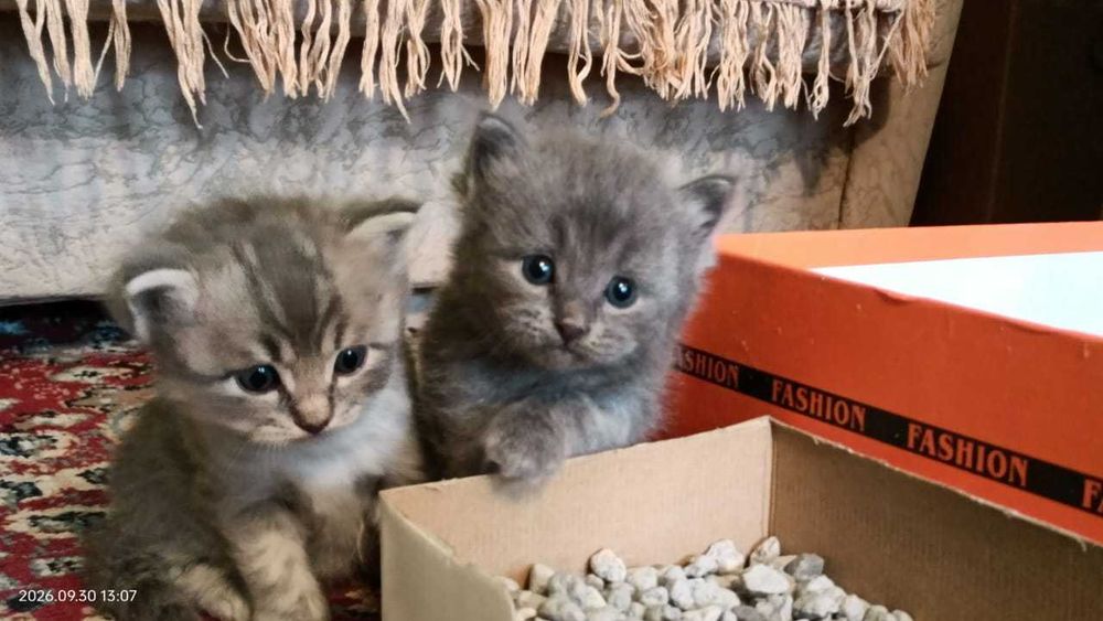 Породистые котята
