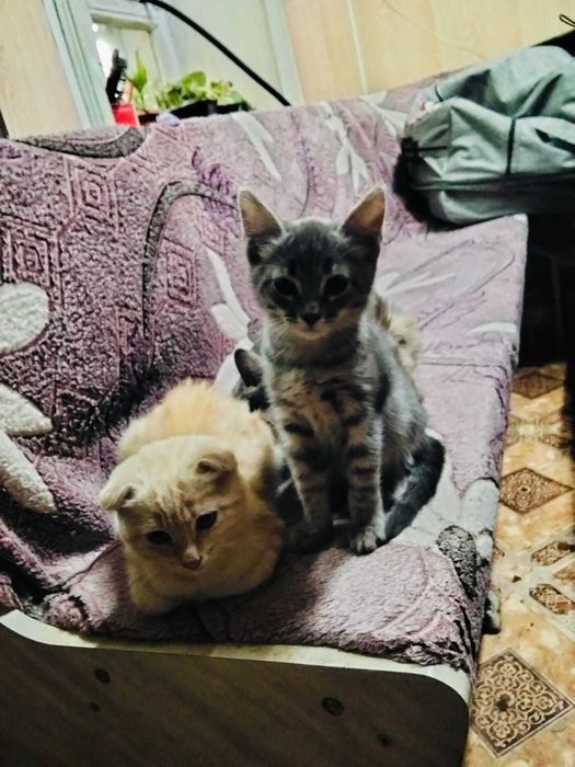 Отдам котят бесплатно