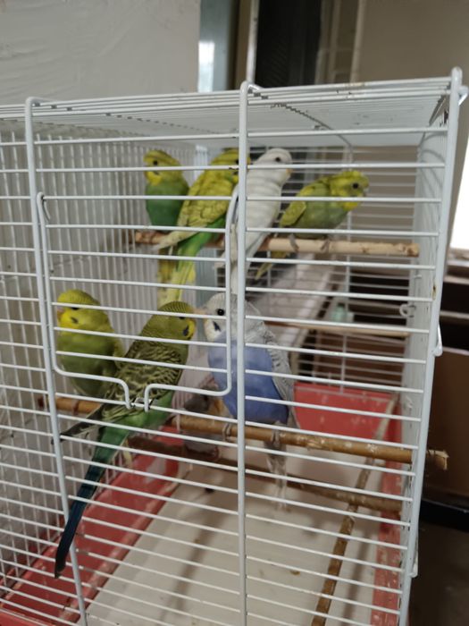 De vanzare perusi si zebre australiene