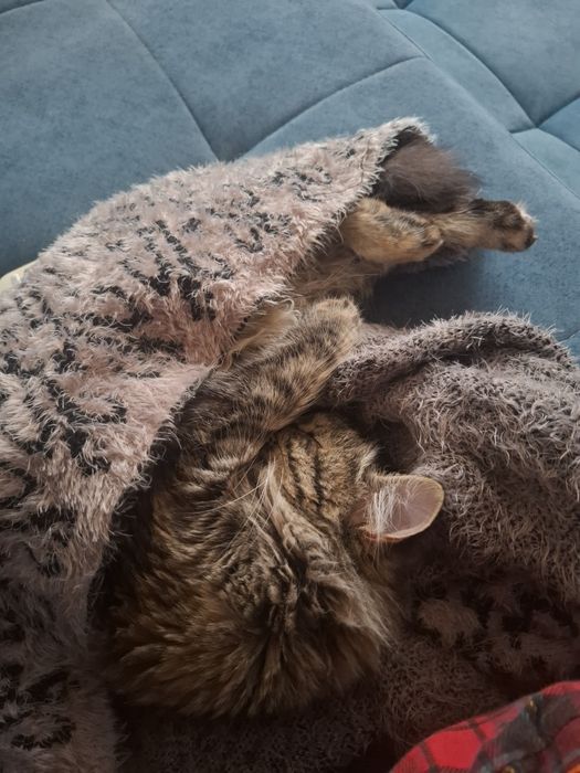 Отдам  бесплатно кошку