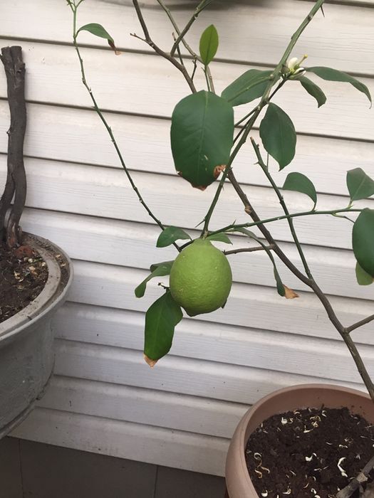 Лимон дерево