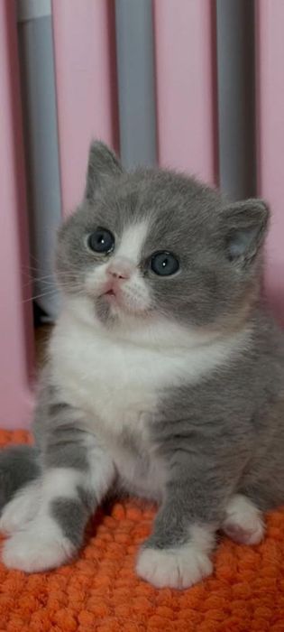 Продаётся котята