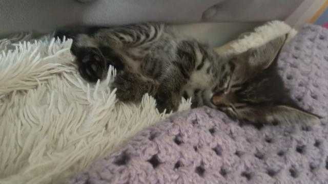 Котенок отдаётся