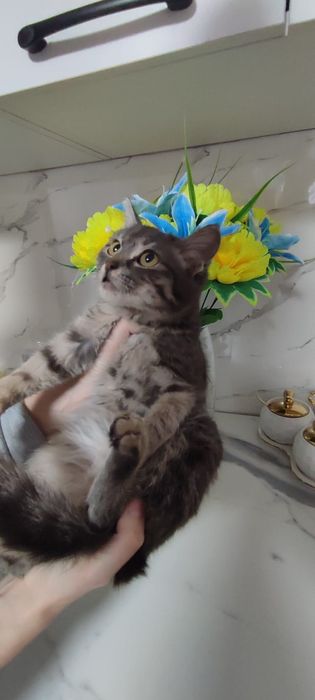 Котенок мальчик.