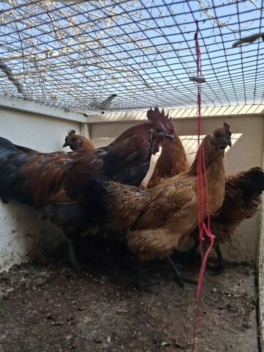 Лакеданзе молодая семейка