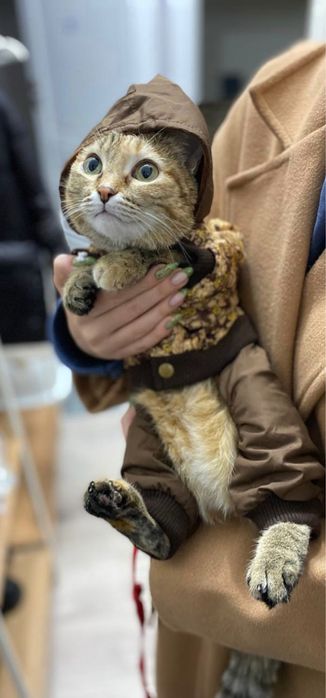 Отдам кошку в добрые руки