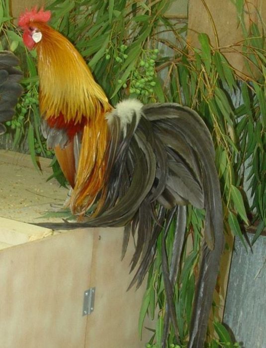 Cocosi Phoenix tineri