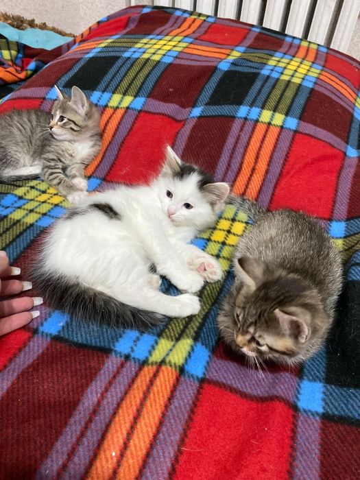 Отдам котят в добрые руки