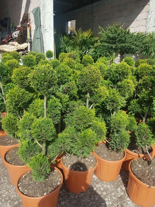 Amenajari curti grădinii plante ornamentale