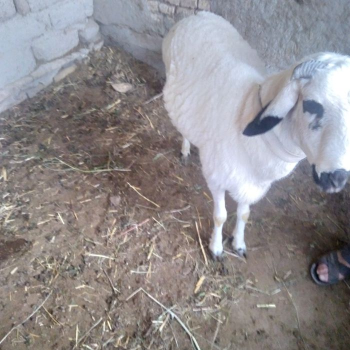 Qo'chqor sotilade yeb ichishe yaxshe tayor bo'gan  keleshtereb beraman