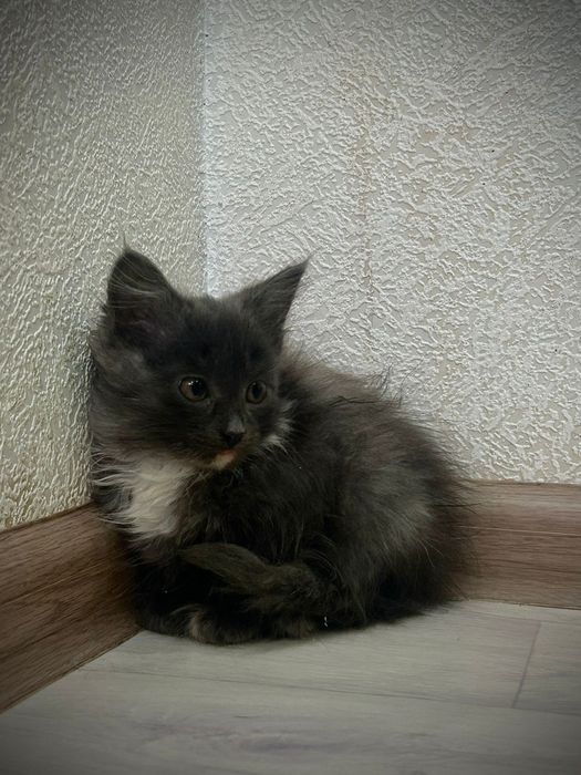 Отдам котят в добрые руки!