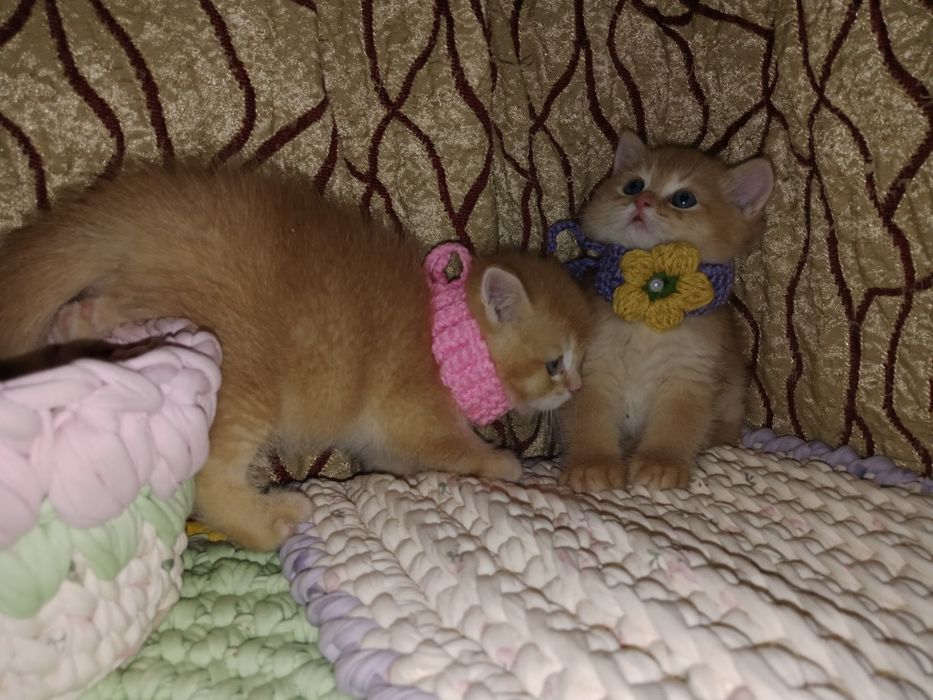 Остался один котёнок - солнышко