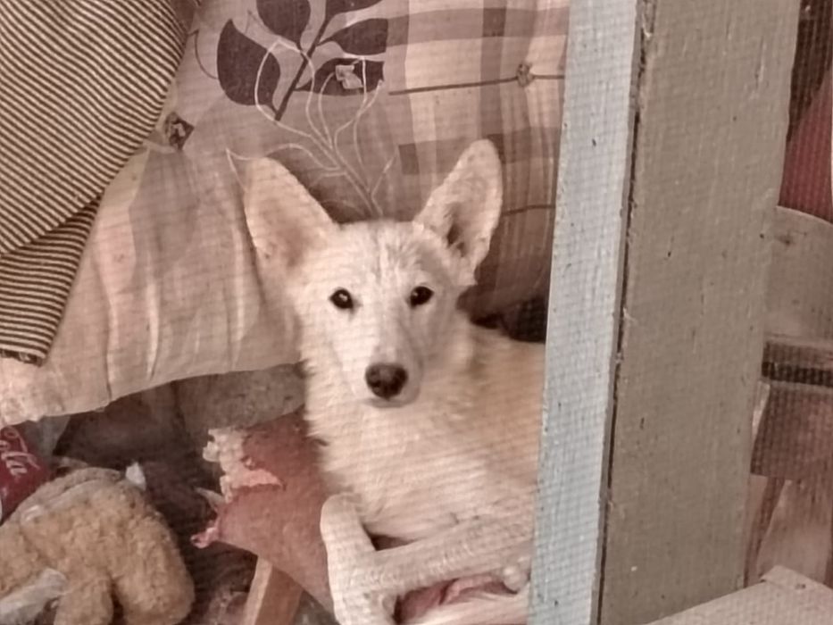 Продается собака щенки  девочки 5 мес