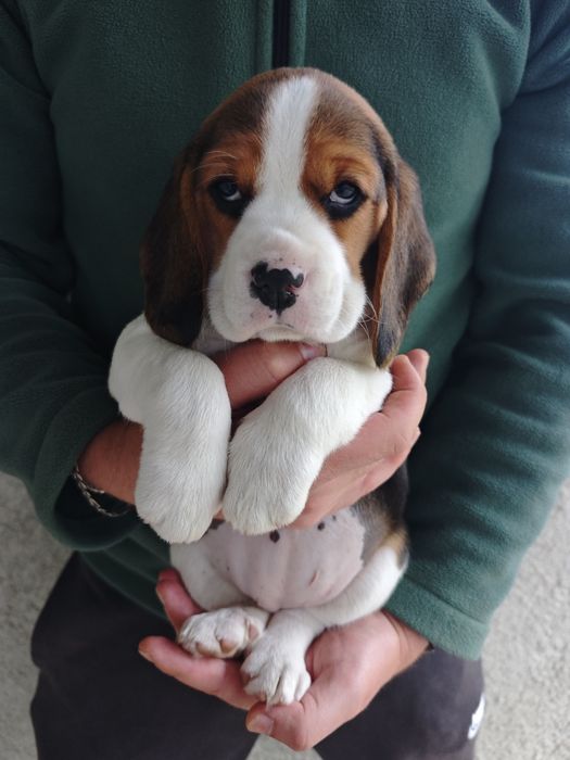 Pui beagle tricolor