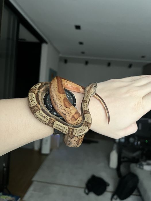 Удав иператорский Img Motley Hypo het Albino Sharp