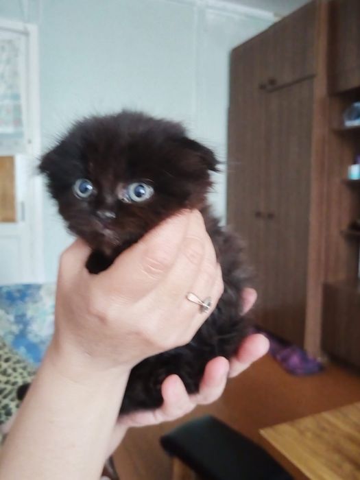 Скоттиш Фолды (вислоухие котята)