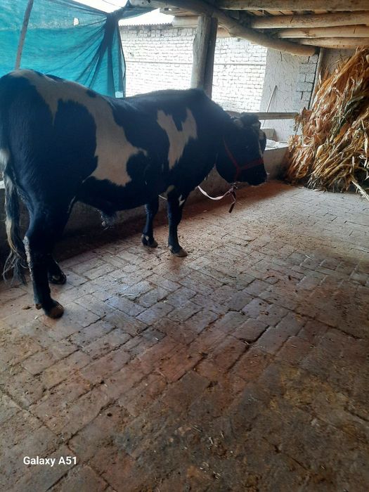 Buqa sotiladi yeb ichishiga javob toy tepada