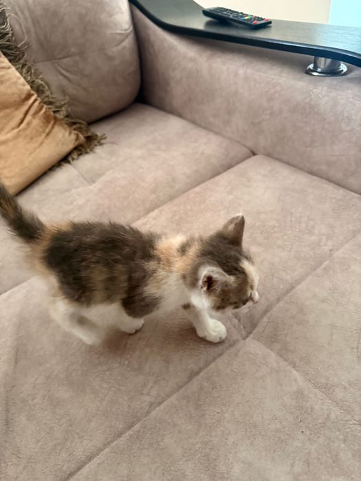 Отдам котенка в хорошие руки!