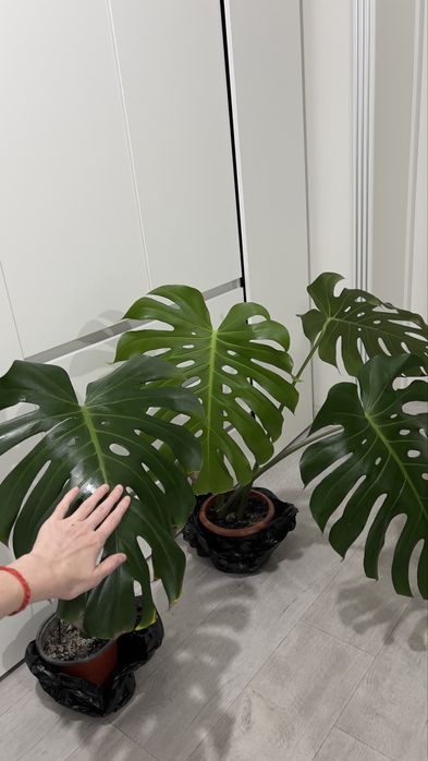 Продам цветок Monstera