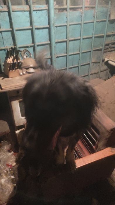 Отдам собаку Бесплатно.