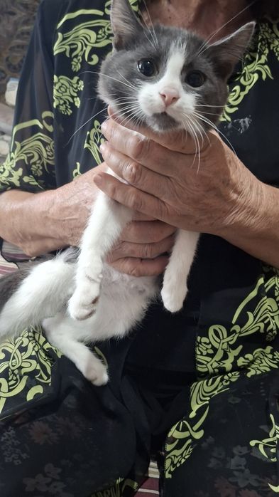 Котята бесплатно