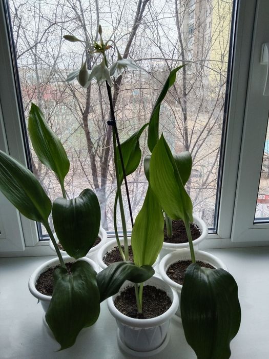 Комнатные цветы не дорого