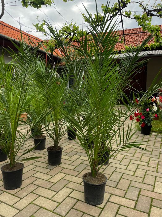 Palmieri Phoenix Canariensis