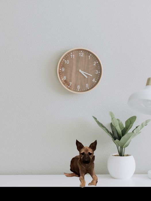 Щенята-задорные собачата