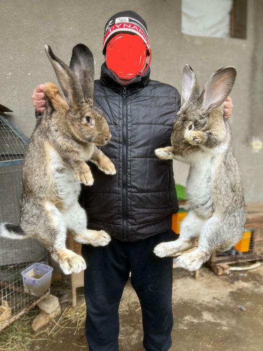 Фландер боллари бронн! Қиселар бўлади. Ота она сотилмиди